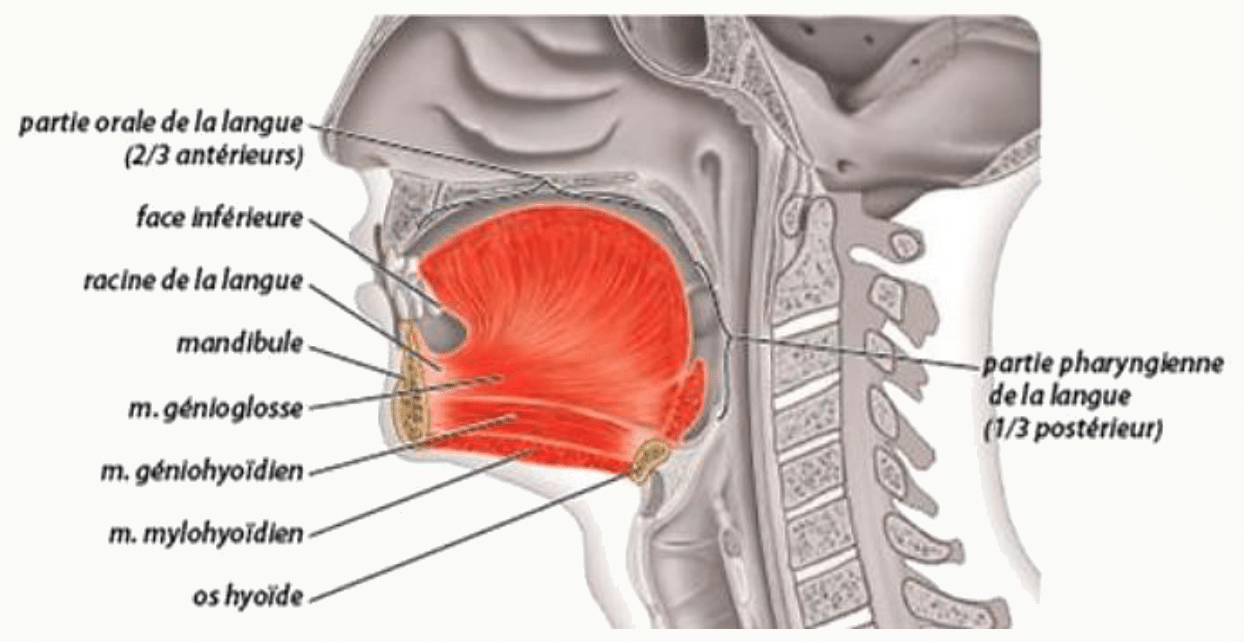 Langue en place avec les muscles styloglosse, génioglosse et hyoglosse