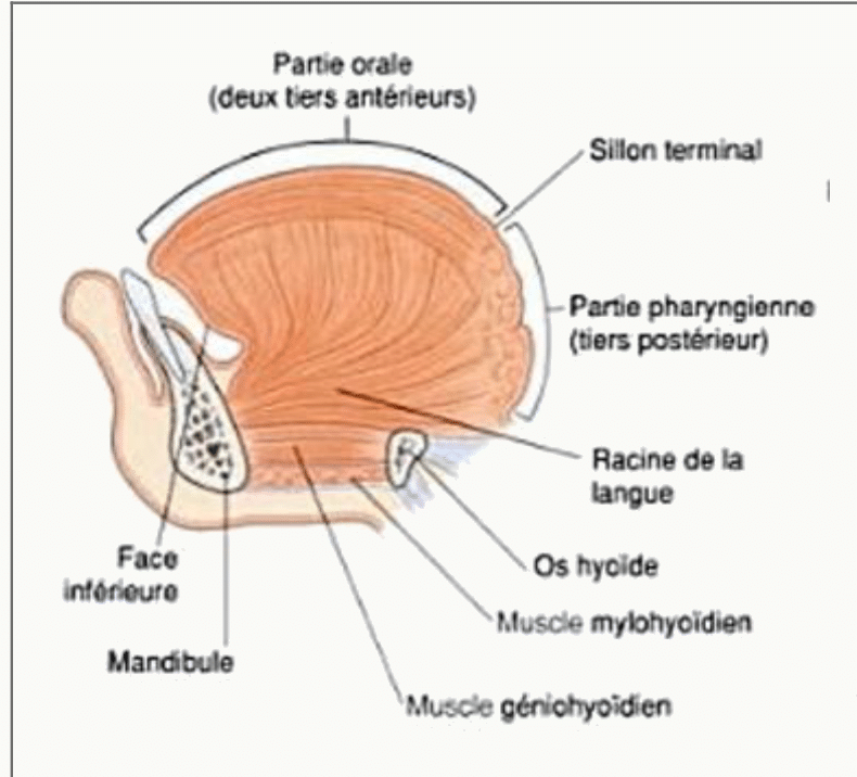 Langue et son innervation : partie orale et partie pharyngienne, nerfs IX et XII