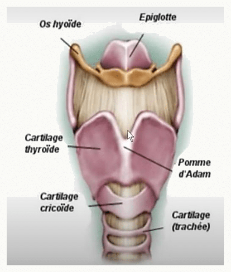 Larynx avec l'os hyoïde, l'épiglotte et les cartilages thyroïde et cricoïde