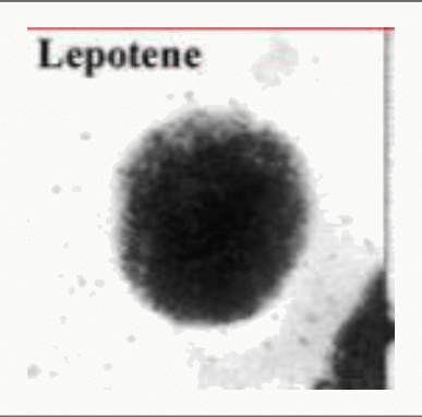 Leptotène : début de condensation de la chromatine en fins filaments