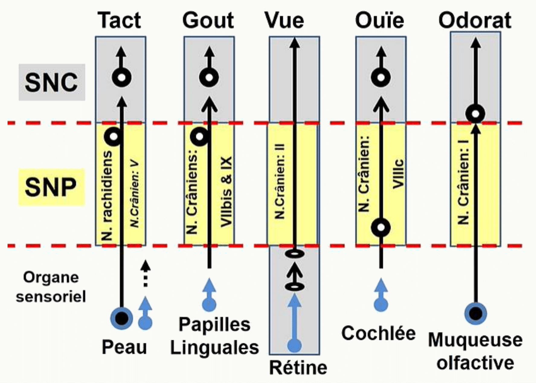 Tableau des cinq sens avec leur organe récepteur et leur nerf crânien : tact, goût, vue, ouïe et odorat