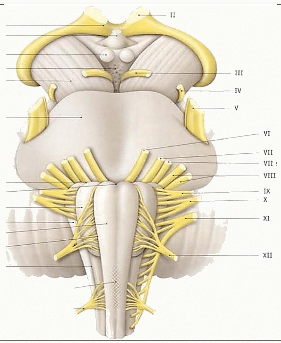 Les douze paires crâniennes numérotées de I à XII à la base de l'encéphale