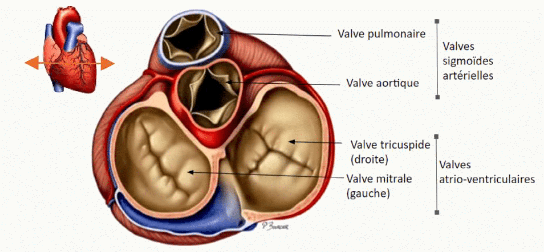 Les quatre valves cardiaques vues de dessus : tricuspide, mitrale, aortique et pulmonaire