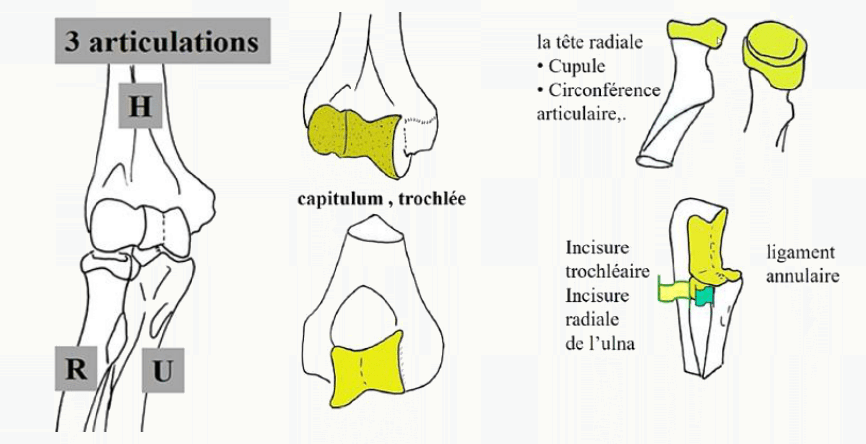 Les trois articulations du coude réunies dans une même capsule : huméro-ulnaire, huméro-radiale et radio-ulnaire proximale