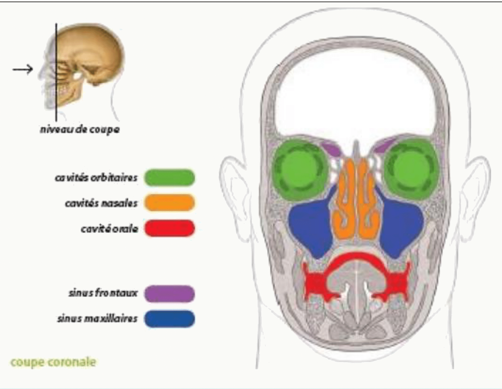 Les trois cavités de la face — orbitaires, nasale et orale — et les sinus