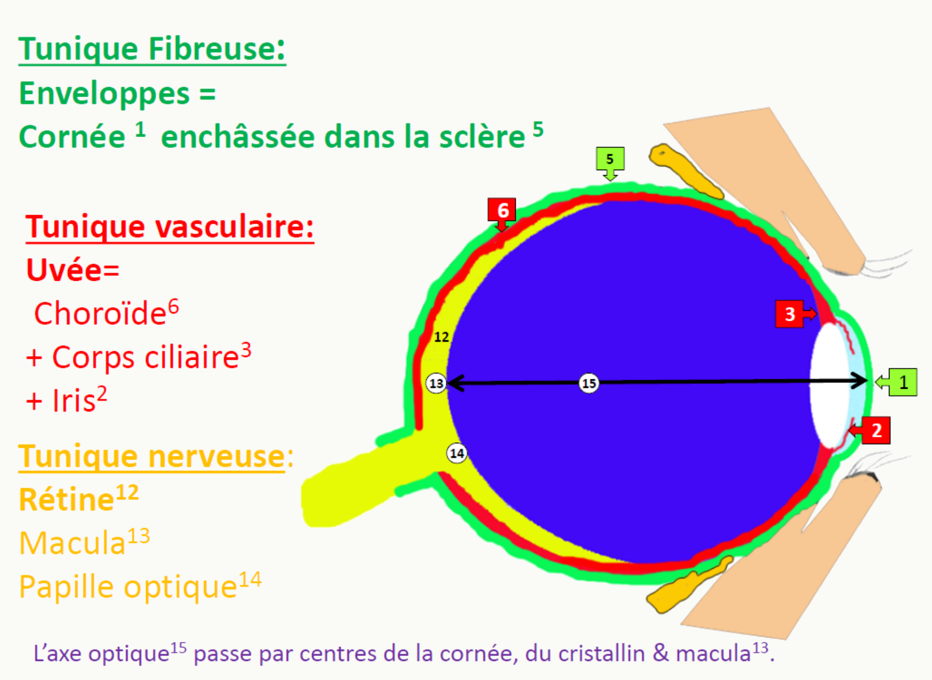 Les trois tuniques de l'œil : fibreuse avec cornée et sclère, vasculaire avec l'uvée, et nerveuse avec la rétine