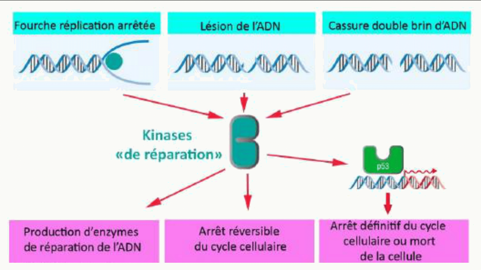 Détection des lésions de l'ADN, arrêt du cycle, réparation ou déclenchement de l'apoptose