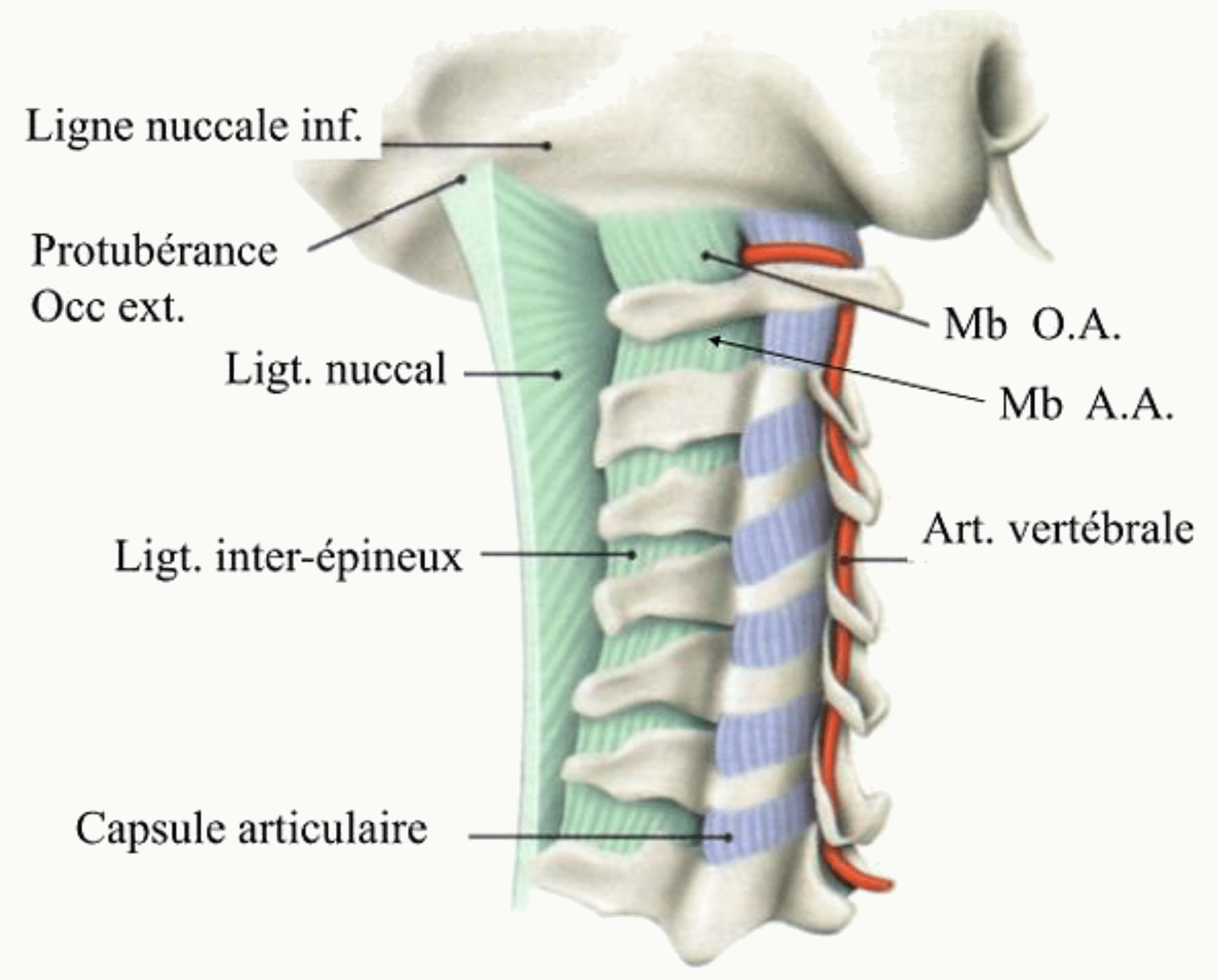 Ligament nuchal tendu de la protubérance occipitale externe aux épineuses cervicales