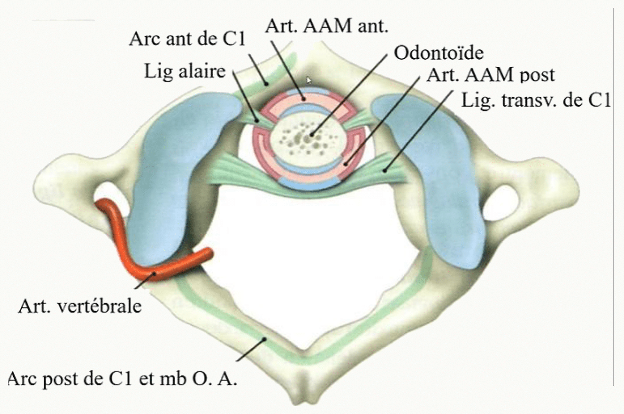 Ligament transverse de l'atlas maintenant le processus odontoïde, et articulations atlanto-axoïdiennes