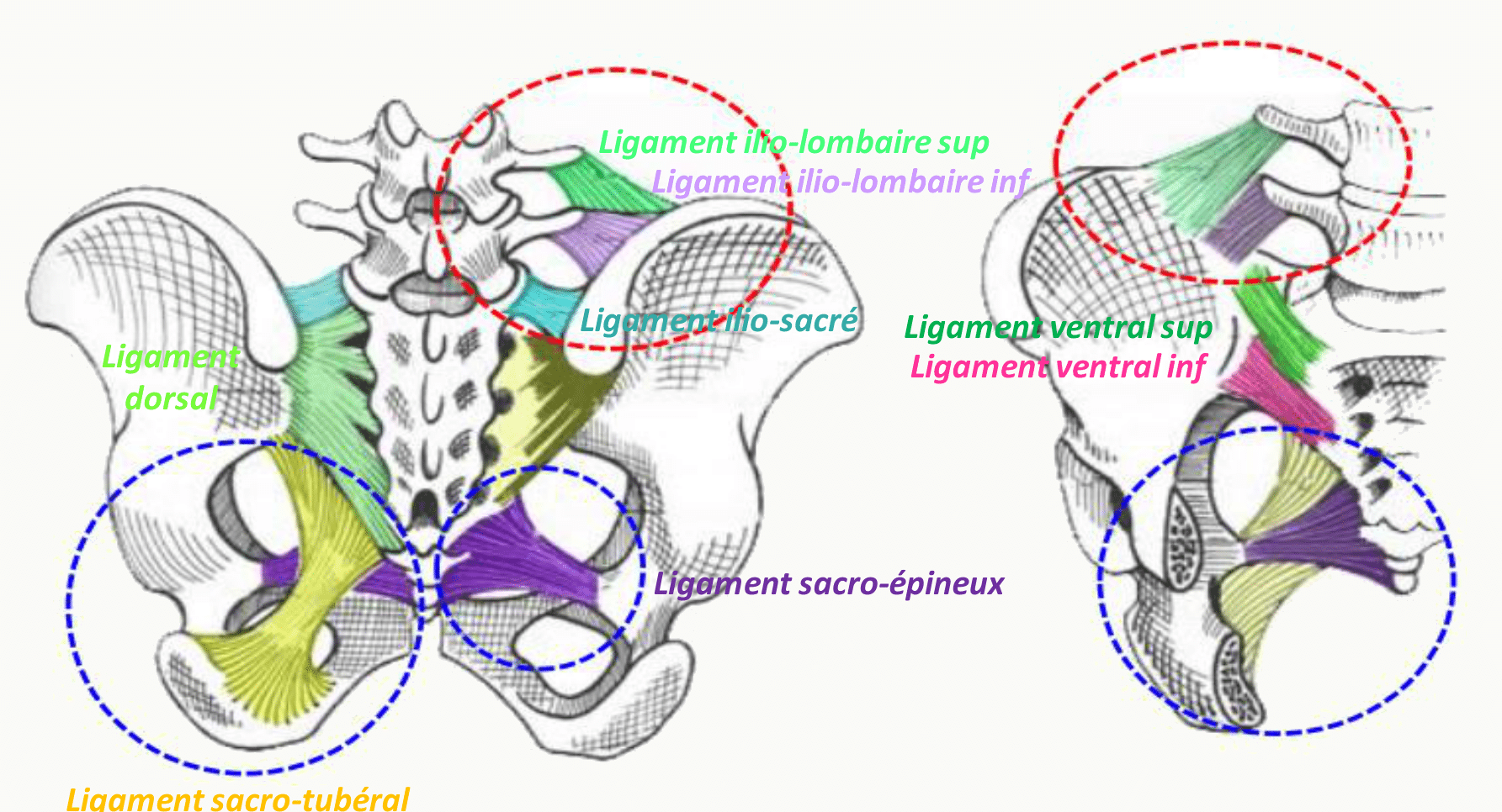 Ligaments de l'articulation sacro-iliaque, ventraux, dorsaux et interosseux