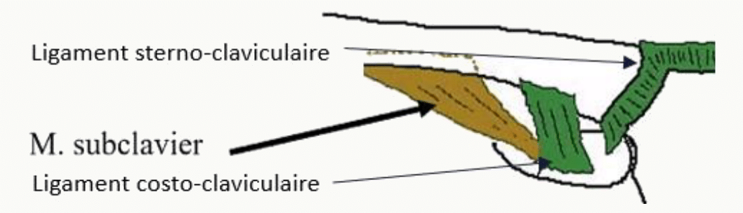 Ligaments sterno-claviculaire et costo-claviculaire et muscle sub-clavier
