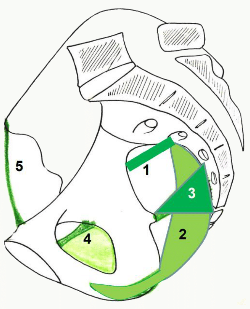 Ligaments sacro-épineux et sacro-tubéreux transformant les incisures en foramens
