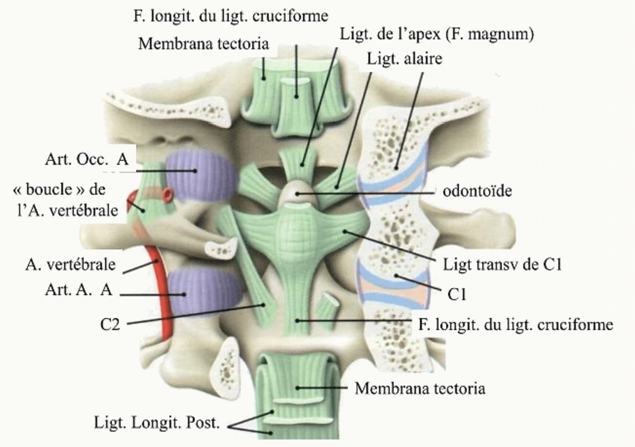 Ligaments du rachis cervical supérieur : membrana tectoria, ligament cruciforme et ligaments alaires
