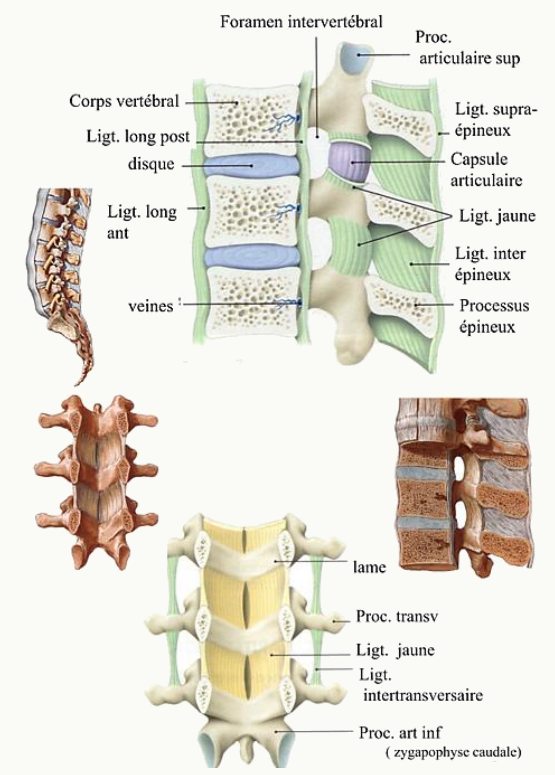 Ligaments du rachis : longitudinal antérieur et postérieur, ligament jaune, inter-épineux et supra-épineux