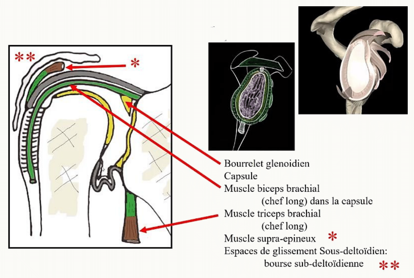 Ligaments gléno-huméraux supérieur, moyen et inférieur, ligament coraco-huméral et bourrelet glénoïdal