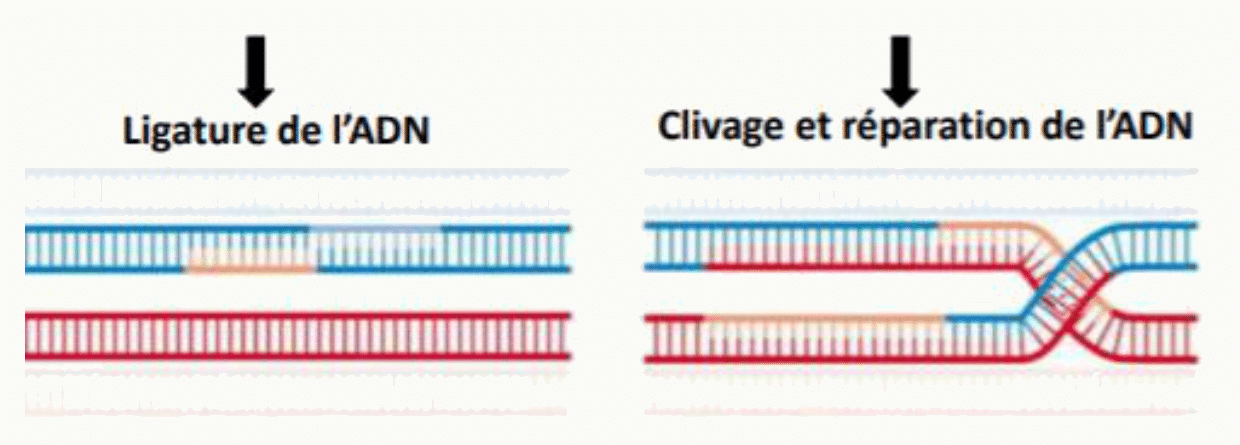 Ligature puis clivage et réparation de l'ADN résolvant la jonction de recombinaison