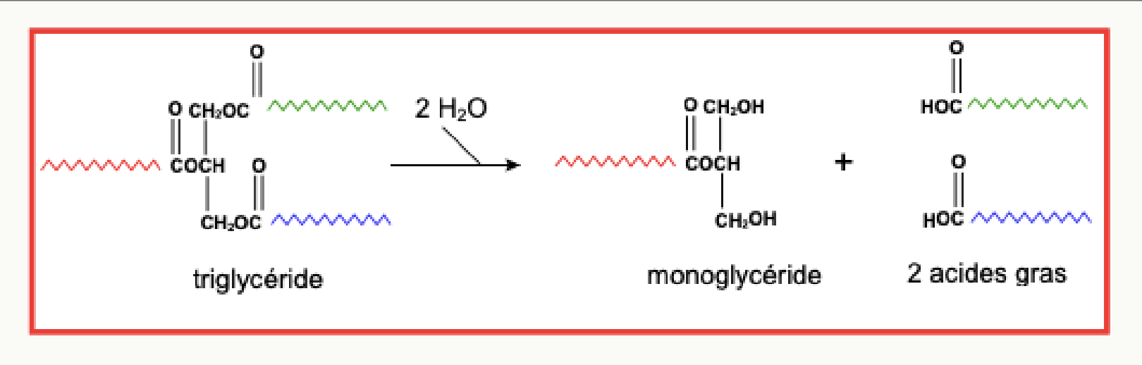 Hydrolyse d'un triglycéride par la lipase en monoglycéride et deux acides gras