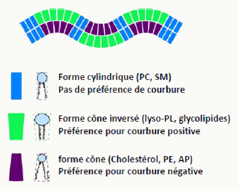 Lipides cylindriques et coniques et courbure de la membrane qu'ils induisent