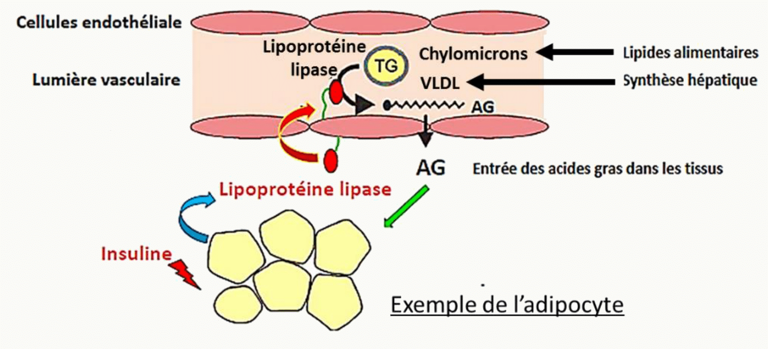 Lipoprotéine lipase de l'endothélium libérant les acides gras captés par l'adipocyte