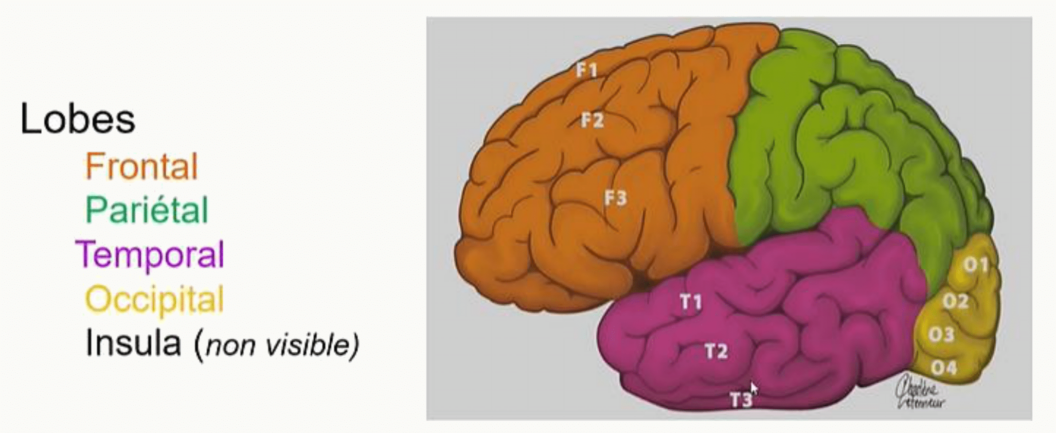 Lobes cérébraux frontal, pariétal, temporal, occipital et insula