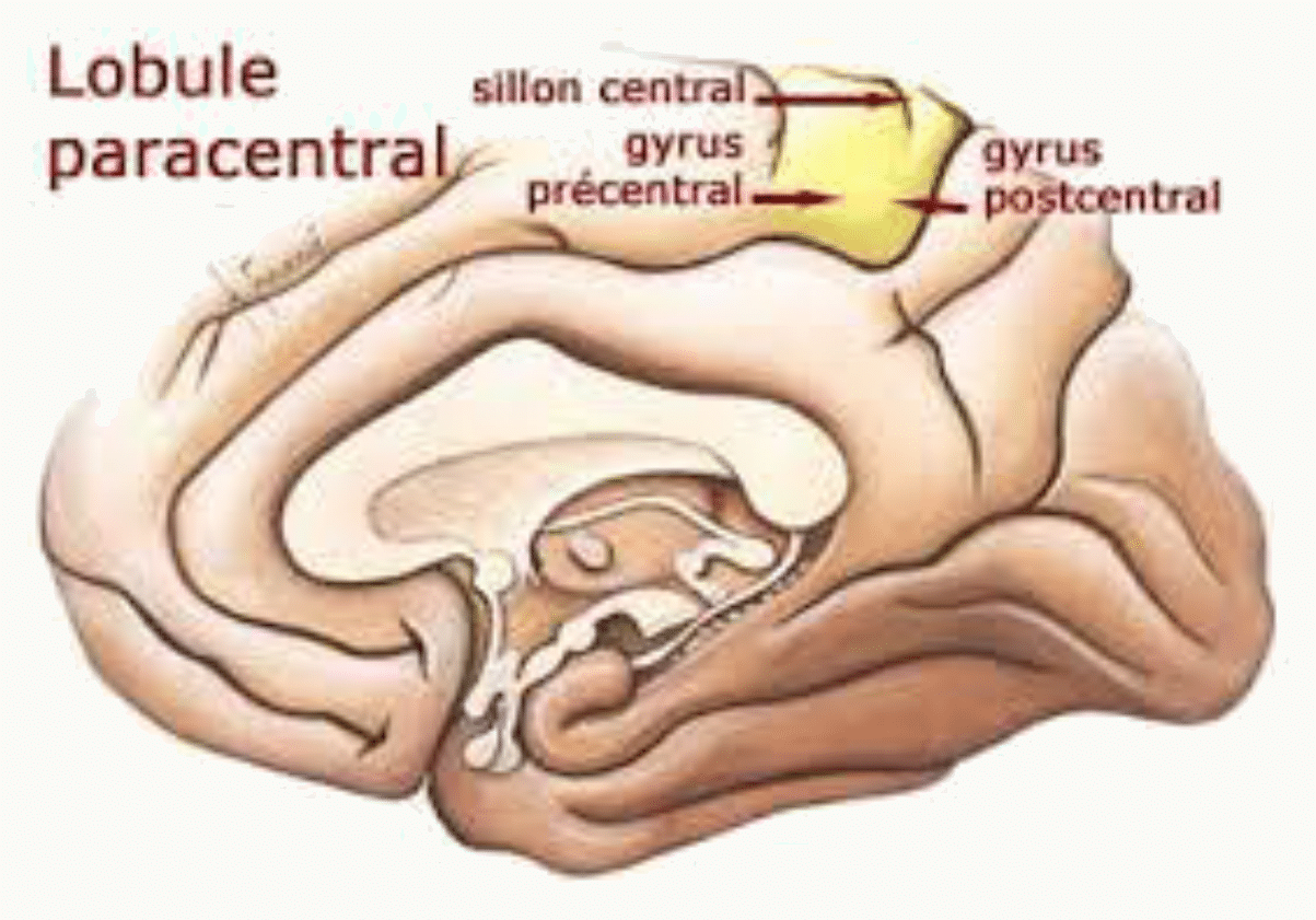 Lobule paracentral et prolongement du sillon central sur la face médiale