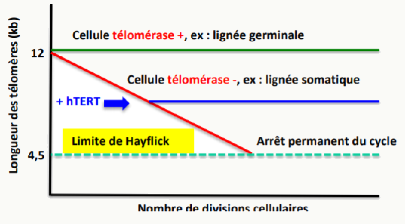 Longueur des télomères au fil des divisions dans une lignée germinale et dans une lignée somatique, avec la limite de Hayflick