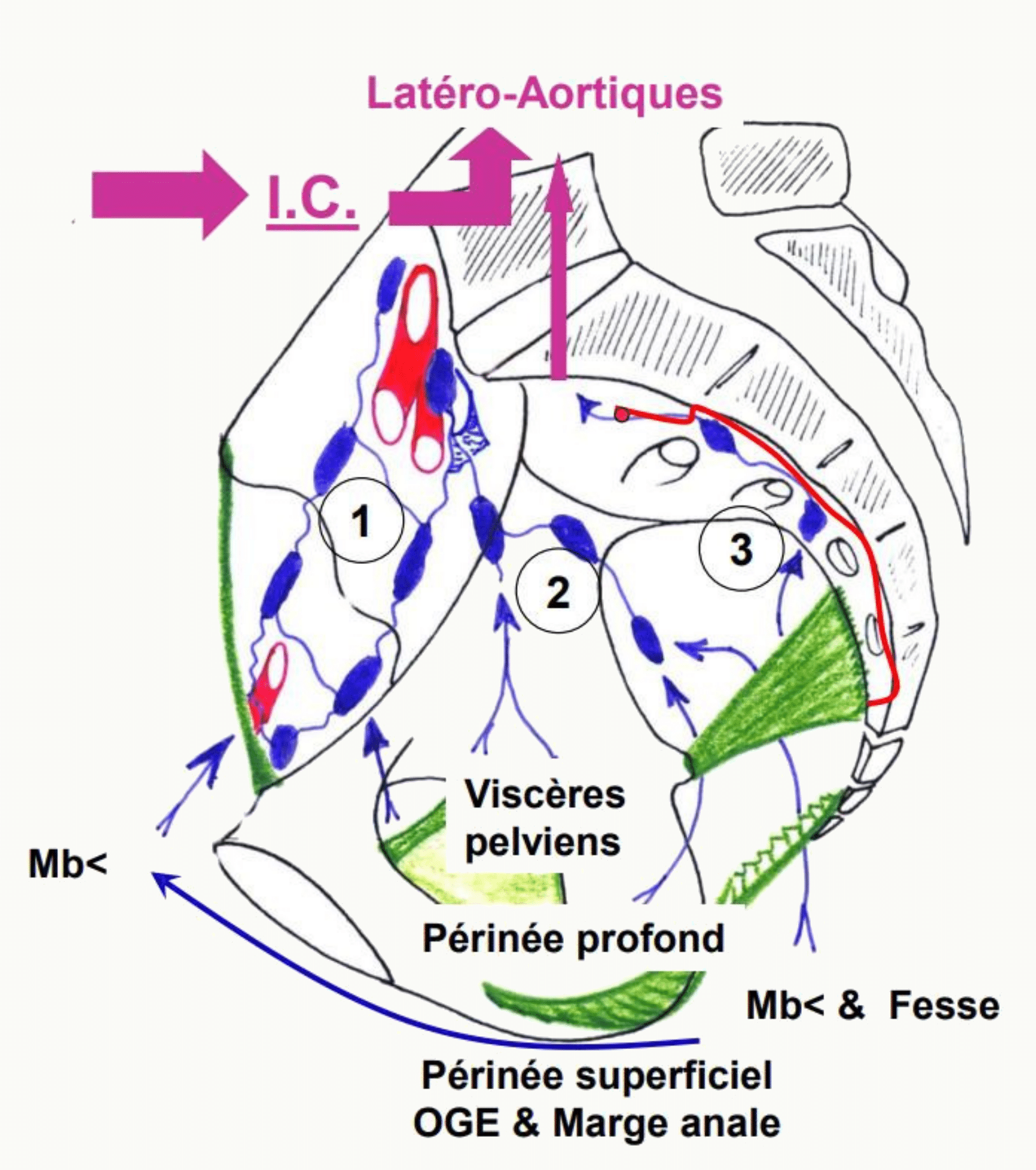 Lymphonœuds du pelvis et voies de drainage lymphatique