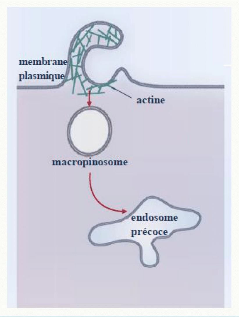Macropinocytose : repli de la membrane soutenu par l'actine formant un macropinosome