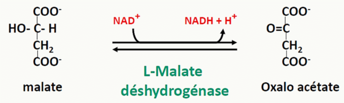 Oxydation du malate en oxaloacétate par la malate déshydrogénase avec réduction du NAD+