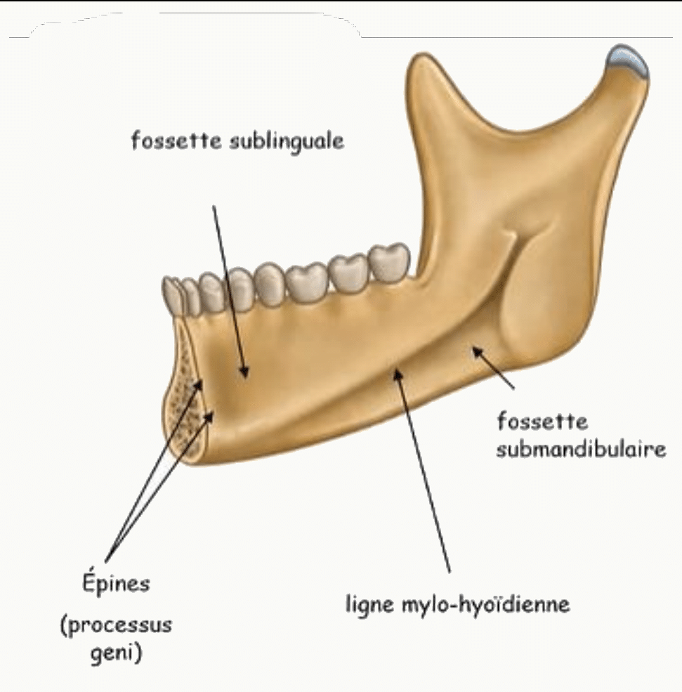 Face médiale de la mandibule avec ses fossettes sublinguale et submandibulaire et ses épines mentonnières