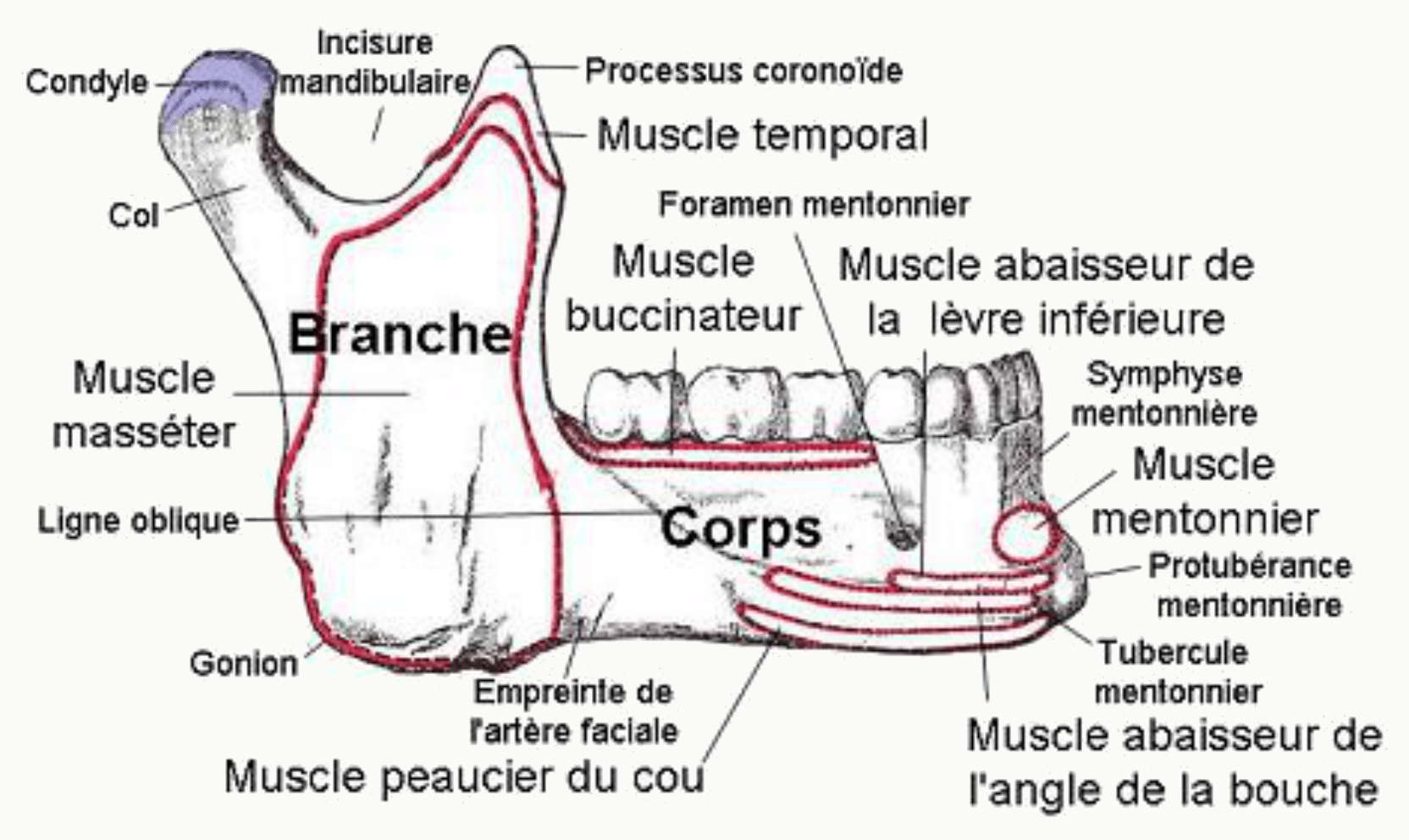 Mandibule légendée avec les insertions des muscles de la face