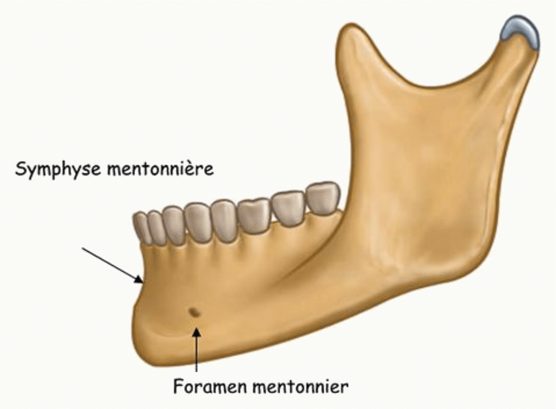 Mandibule avec sa symphyse mentonnière et son foramen mentonnier