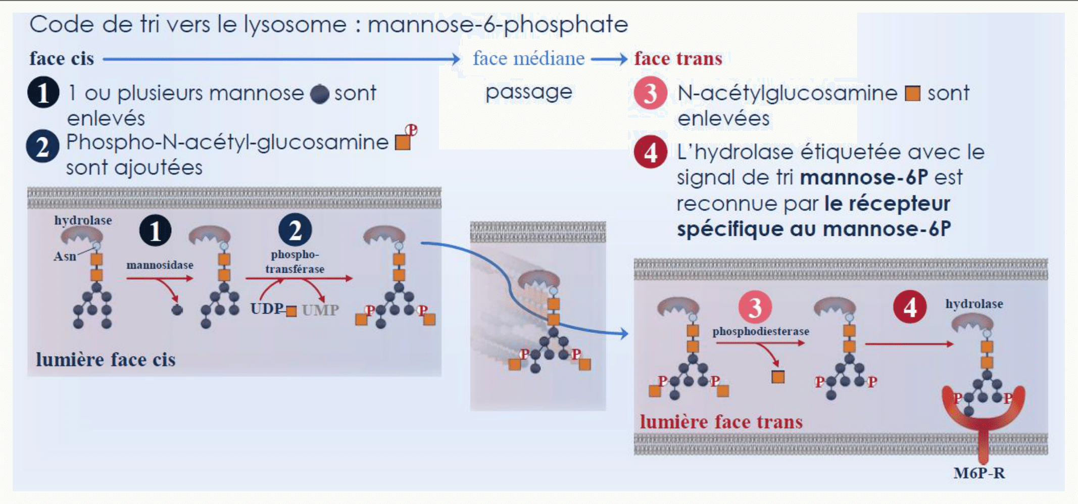 Mannose-6-phosphate servant de code d'adressage des hydrolases vers le lysosome