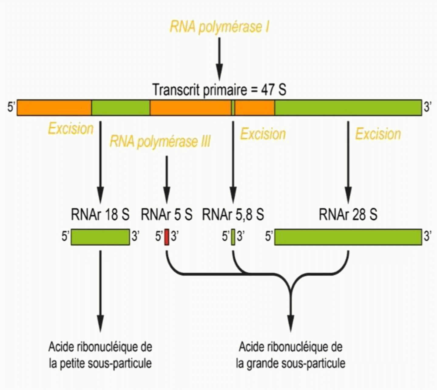 Maturation de l'ARN ribosomique : le transcrit primaire 47S produit par l'ARN polymérase I est clivé en ARNr matures