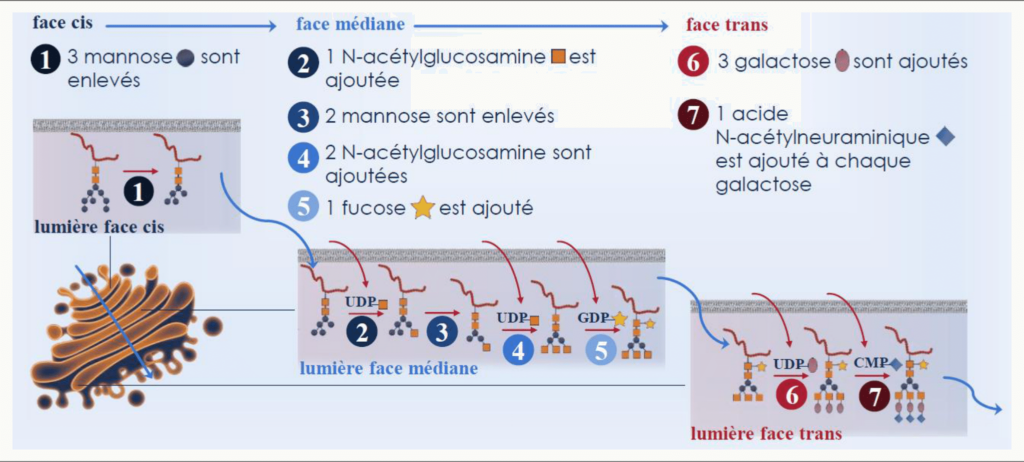 Maturation des N-glycanes au fil des citernes, de la face cis à la face trans du Golgi