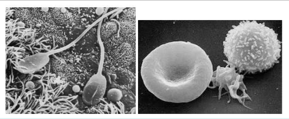 Cellules observées en relief au microscope électronique à balayage