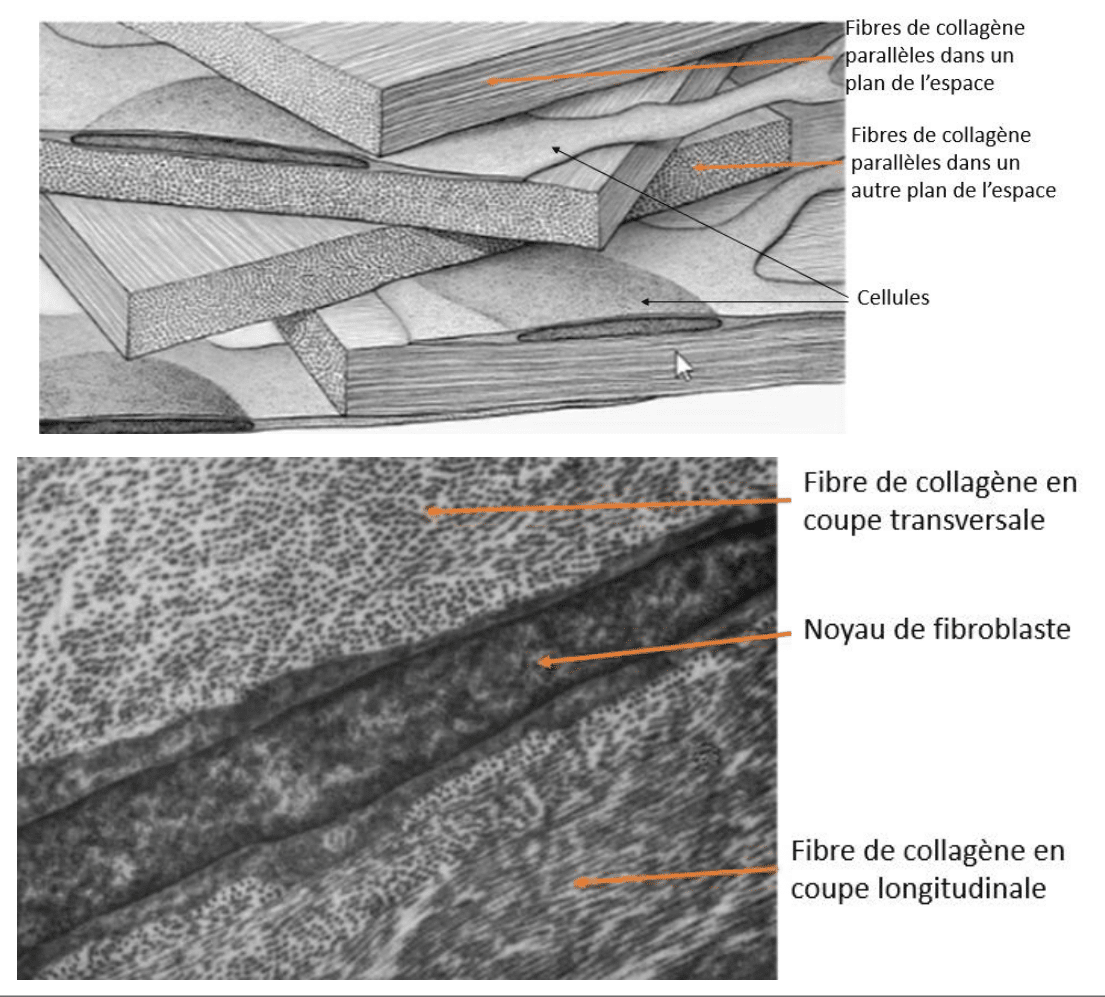 Fibres de collagène disposées en plans orthogonaux au microscope électronique