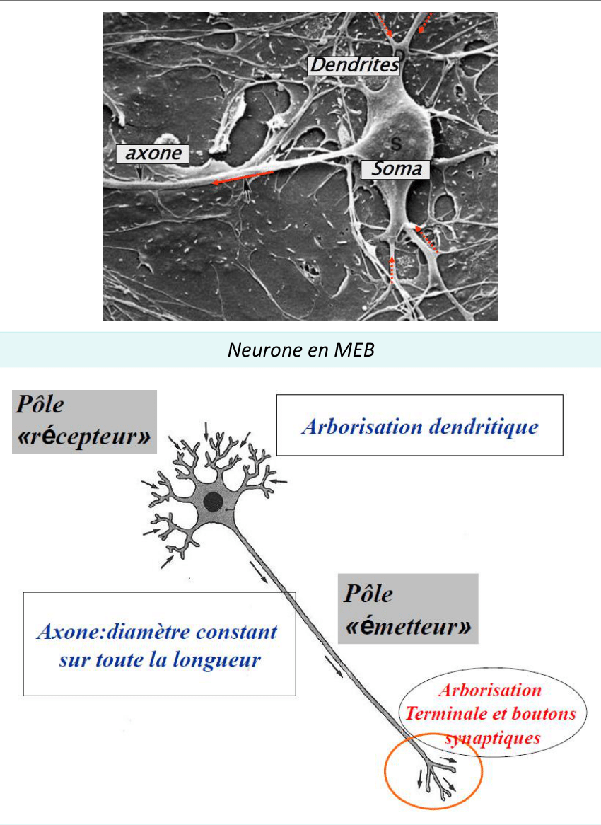 Neurone polarisé entre pôle récepteur dendritique et pôle émetteur axonal, en MEB et schéma