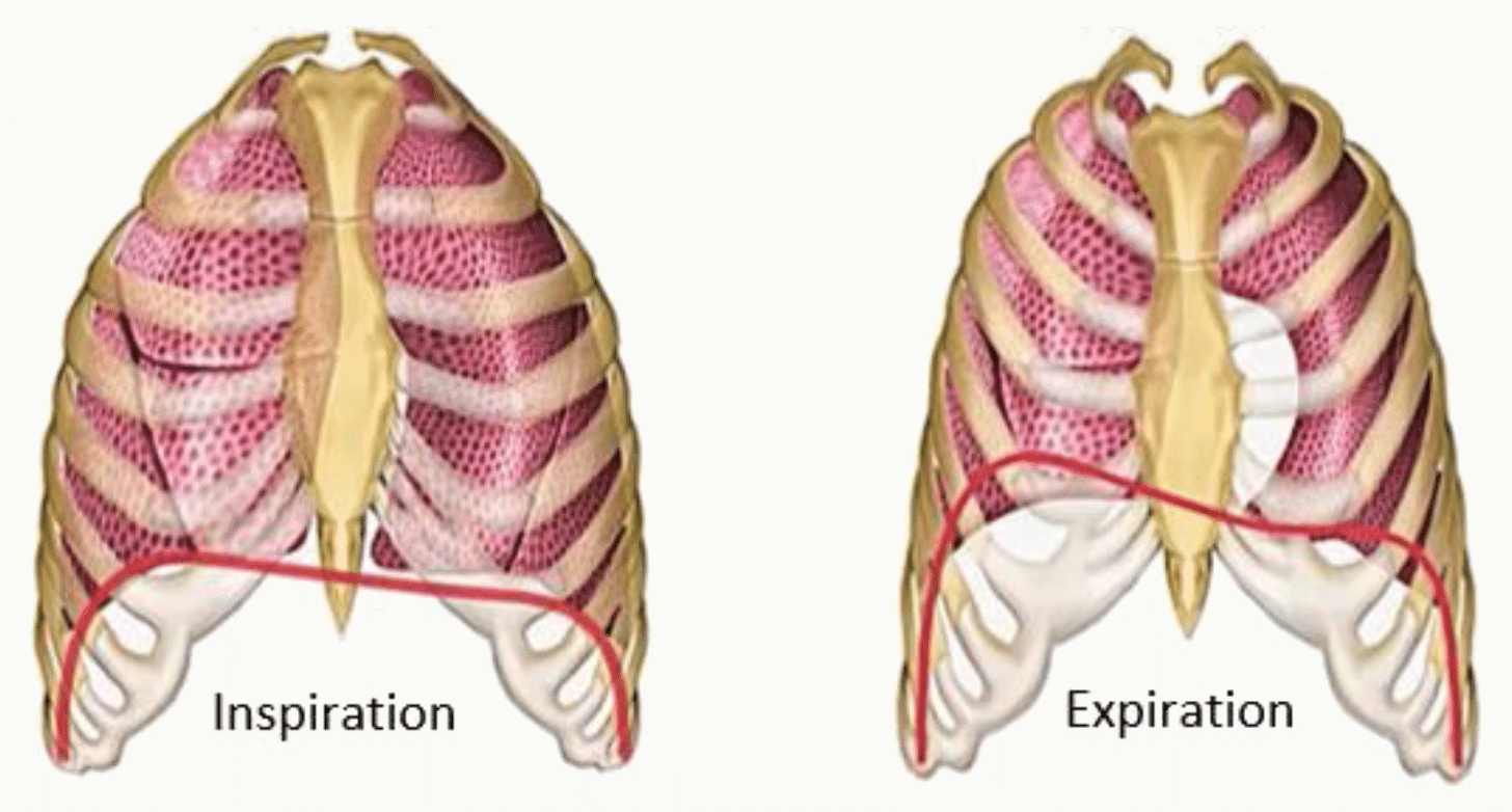 Mécanique respiratoire : élévation des côtes et abaissement du diaphragme à l'inspiration, retour à l'expiration