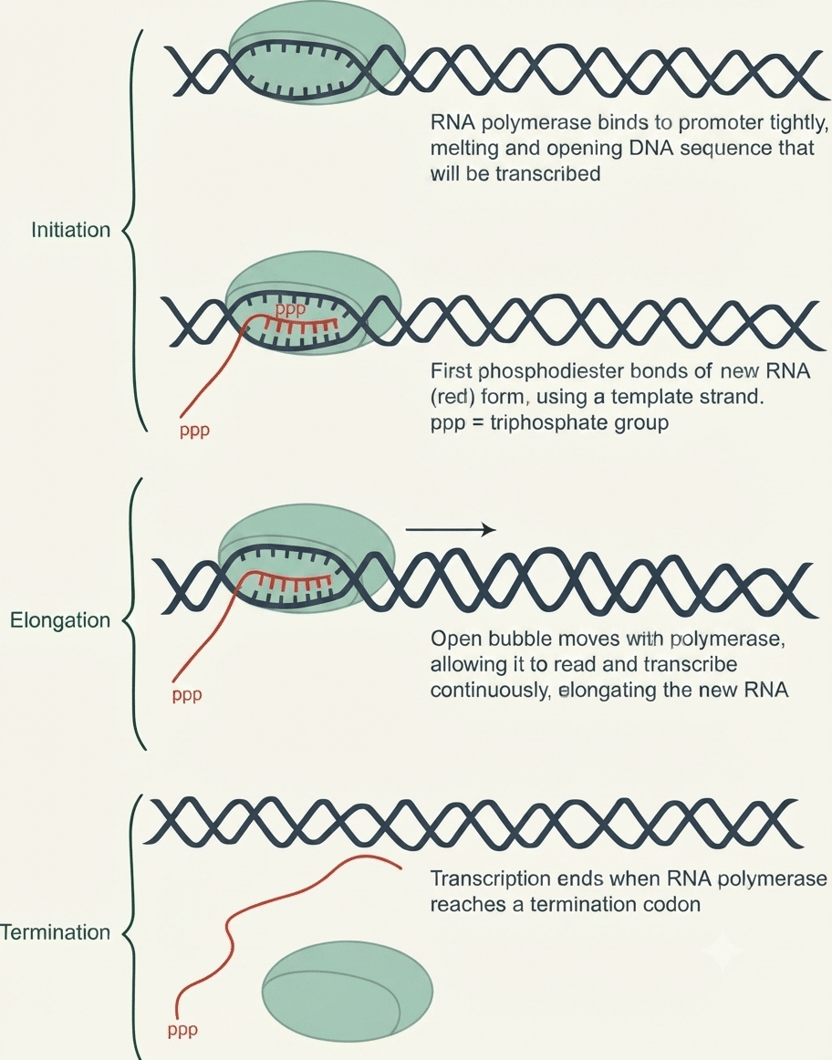 Les trois étapes de la transcription : initiation, élongation et terminaison