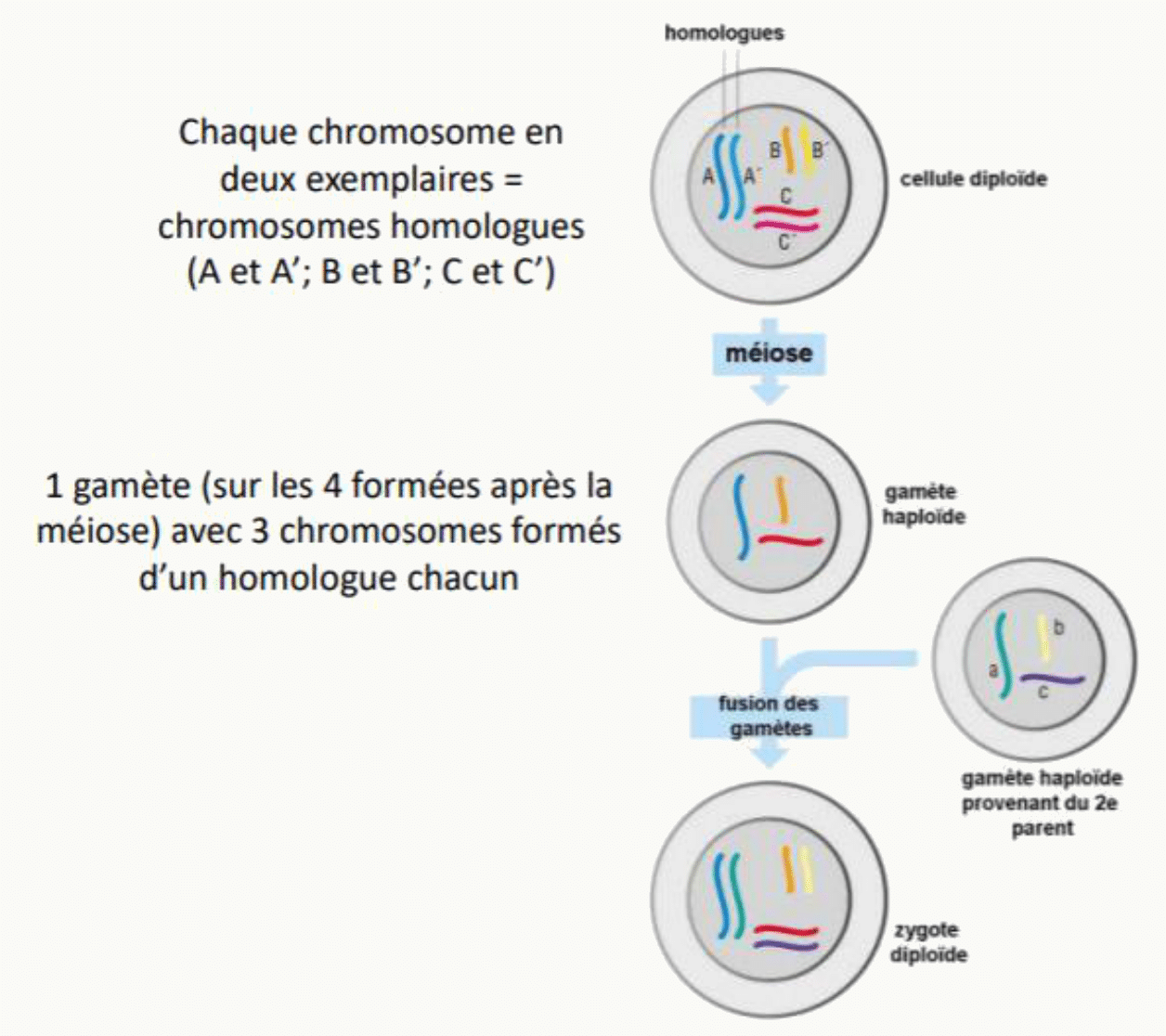 Méiose d'une cellule diploïde donnant quatre gamètes haploïdes, puis fusion en un zygote diploïde