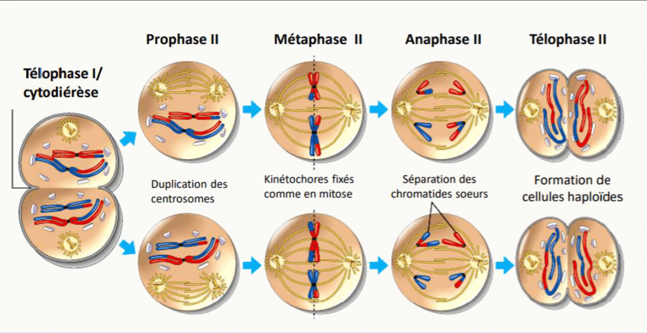 Déroulement de la méiose II, de la prophase II à la télophase II