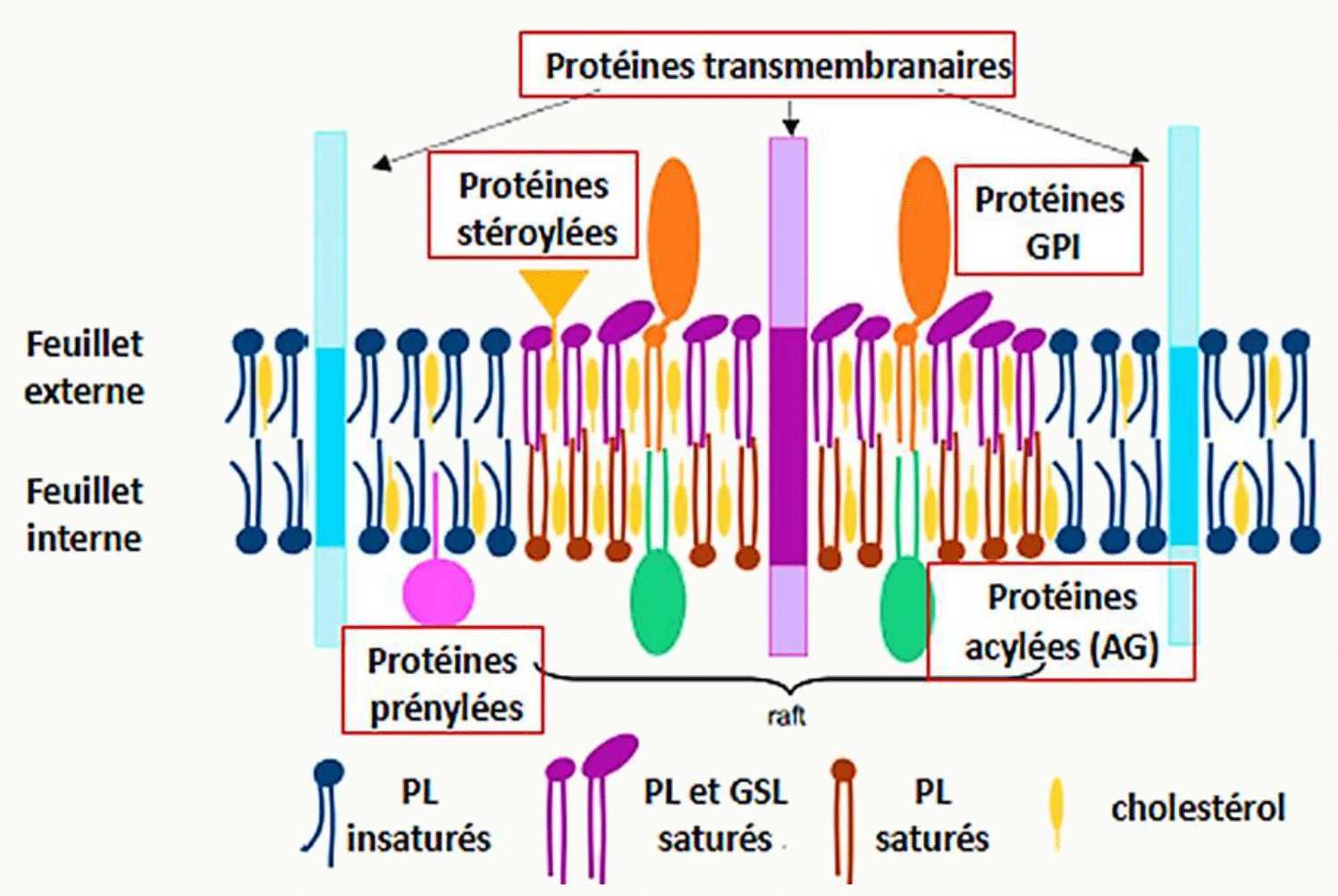 Asymétrie des feuillets interne et externe de la membrane et insertion des protéines