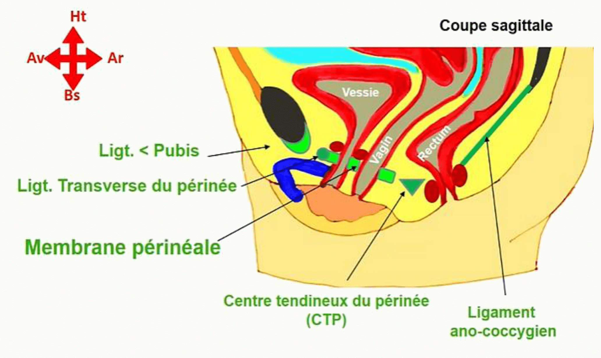 Membrane périnéale et centre tendineux du périnée en coupe sagittale