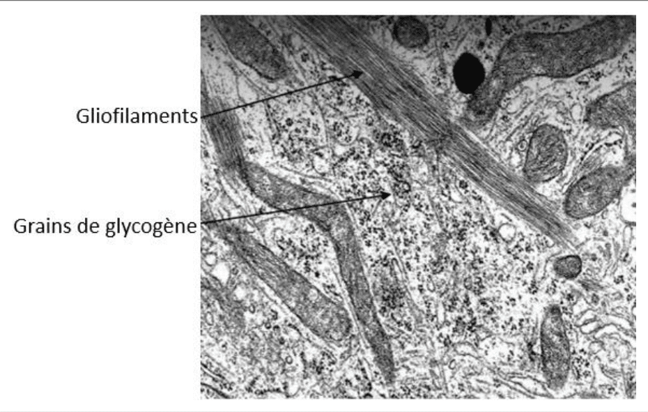 Astrocyte riche en gliofilaments et en grains de glycogène au microscope électronique