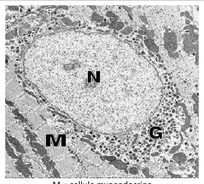 Cellule myoendocrine cardiaque et ses grains de sécrétion au microscope électronique