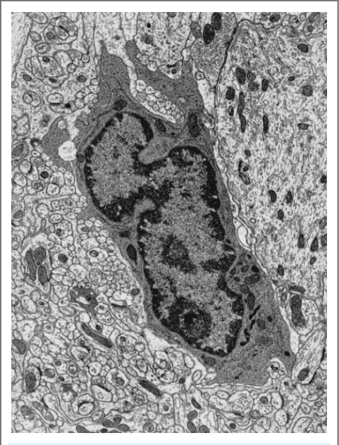 Cellule du tissu nerveux au microscope électronique à transmission