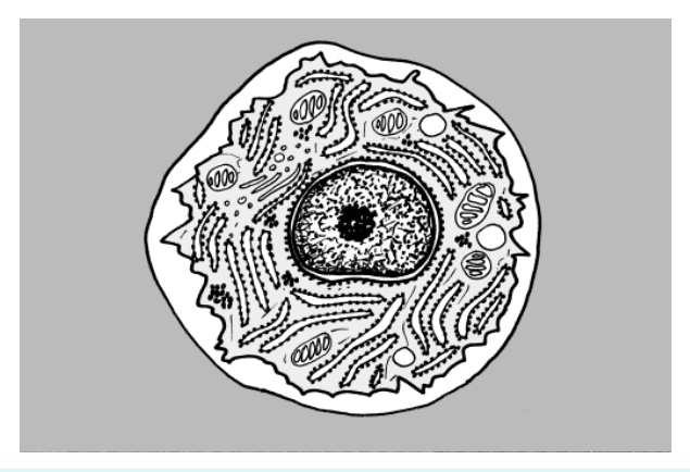 Chondrocyte au microscope électronique à transmission