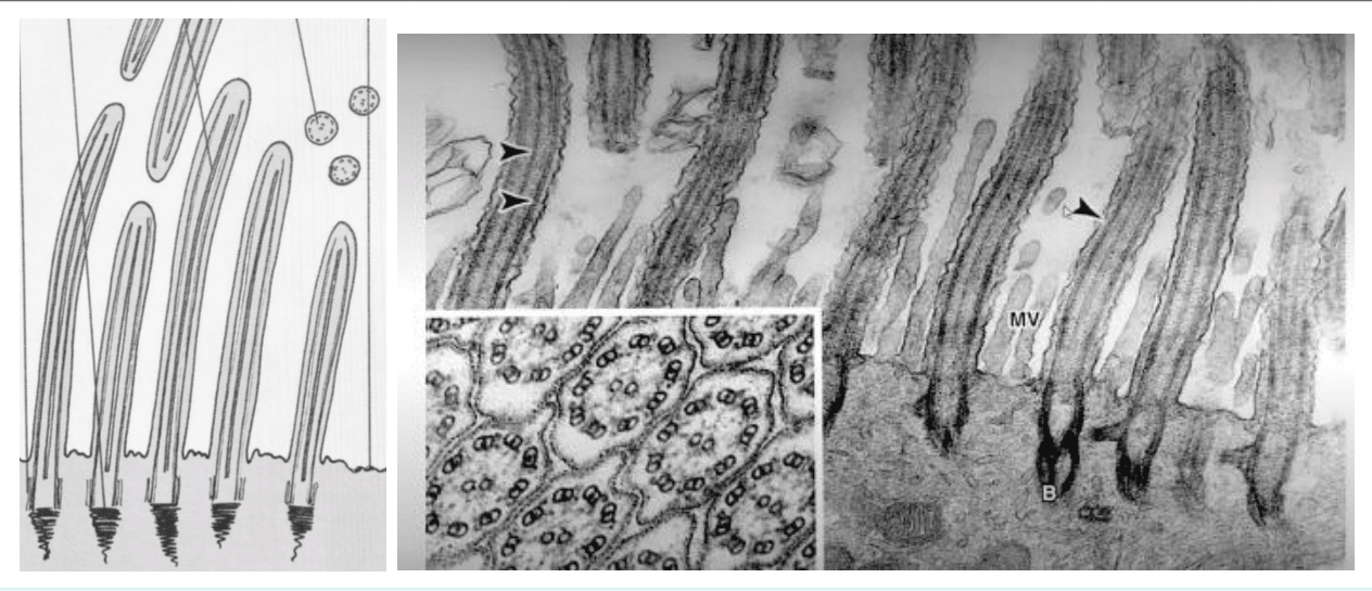 Cils et stéréocils du pôle apical au microscope électronique