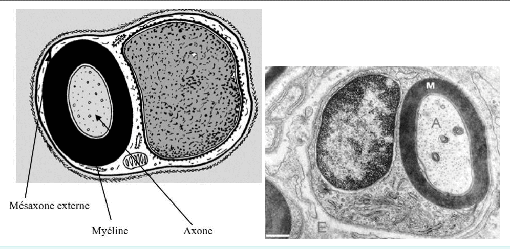 Fibre myélinisée et son mésaxone externe au microscope électronique